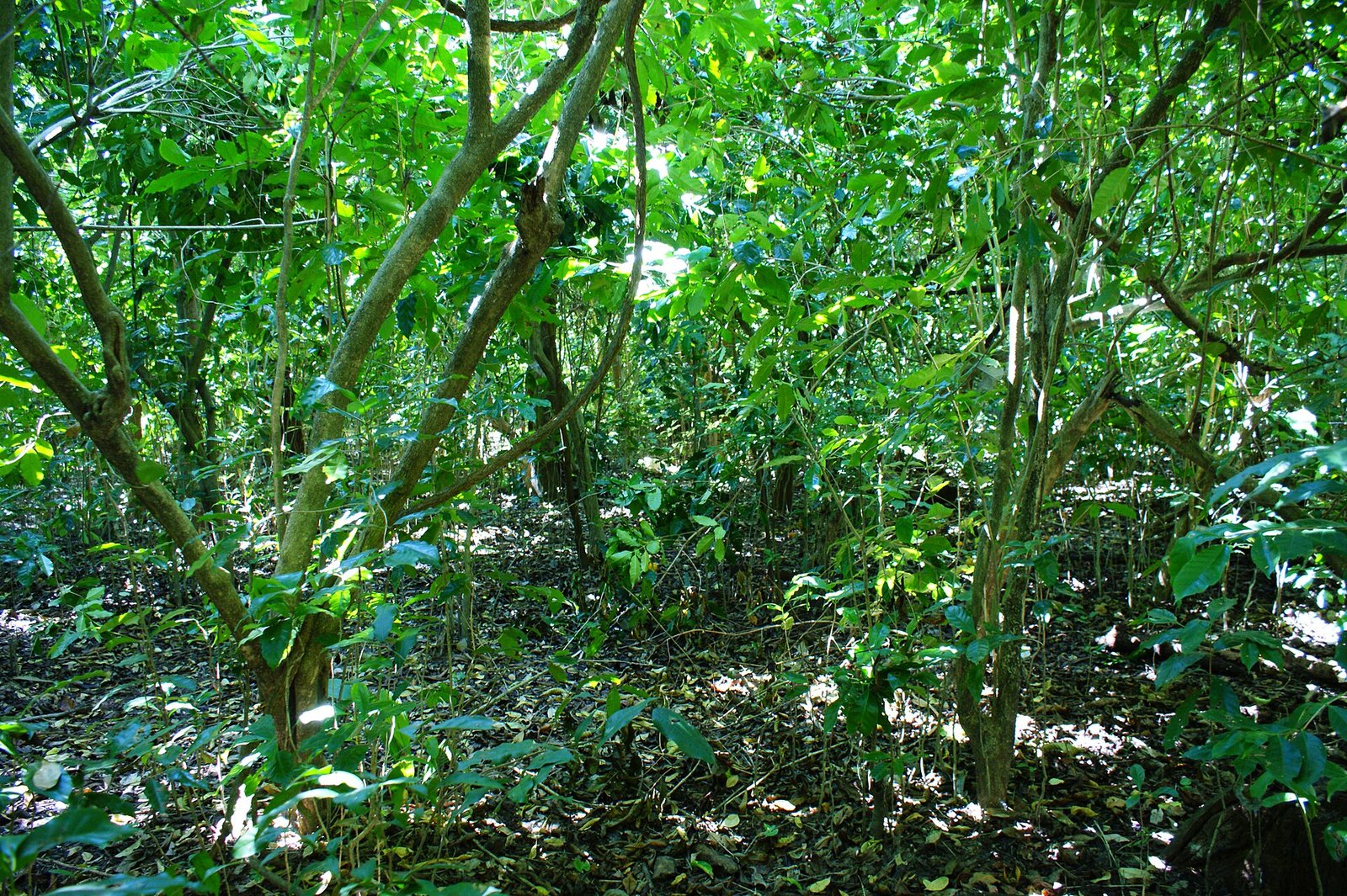Cafetal bajo sombra entre árboles en la Sierra Norte de Puebla