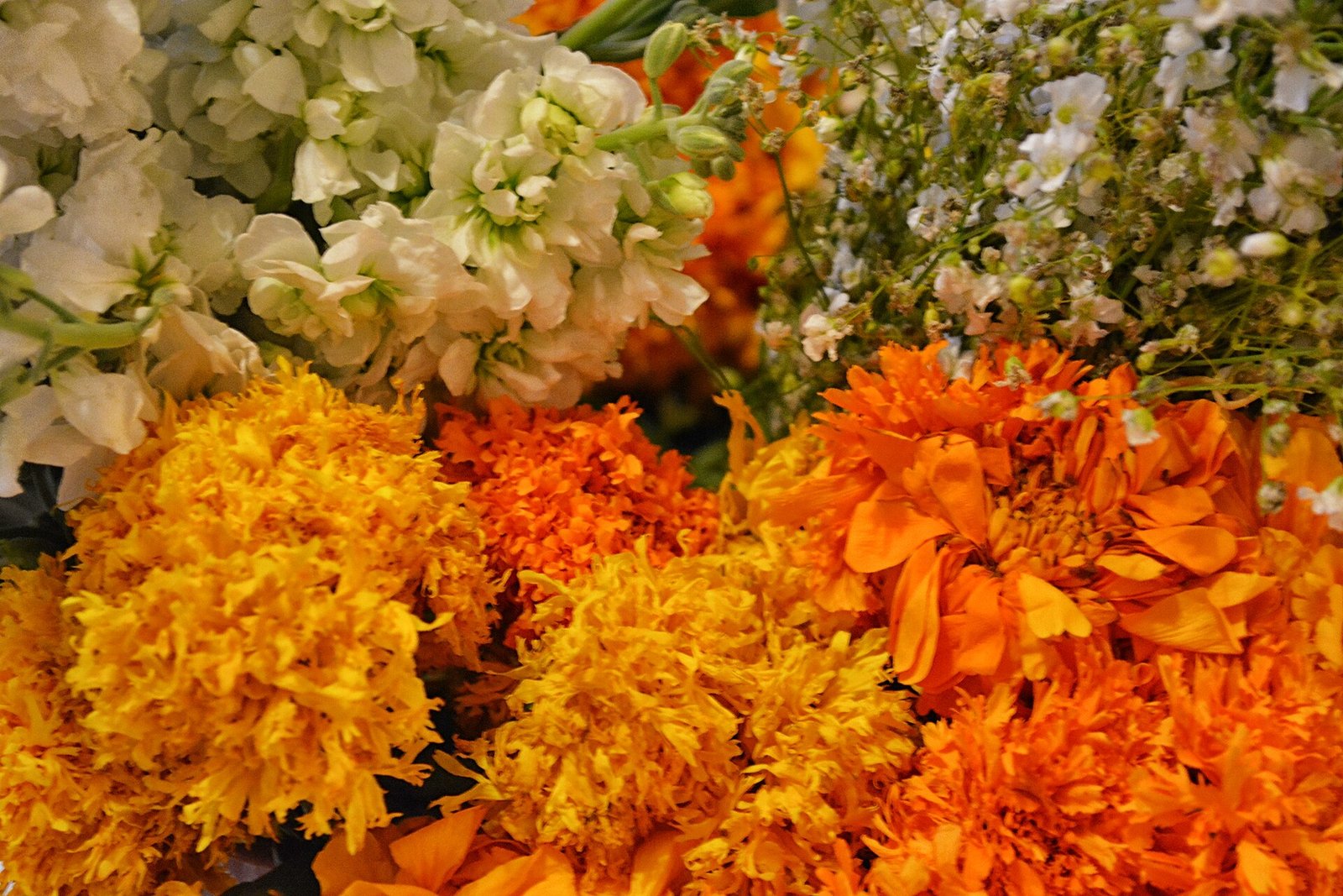 Flores de cempasúchil de cerca, una de las plantas que usa Xinú en su perfume OroNardo