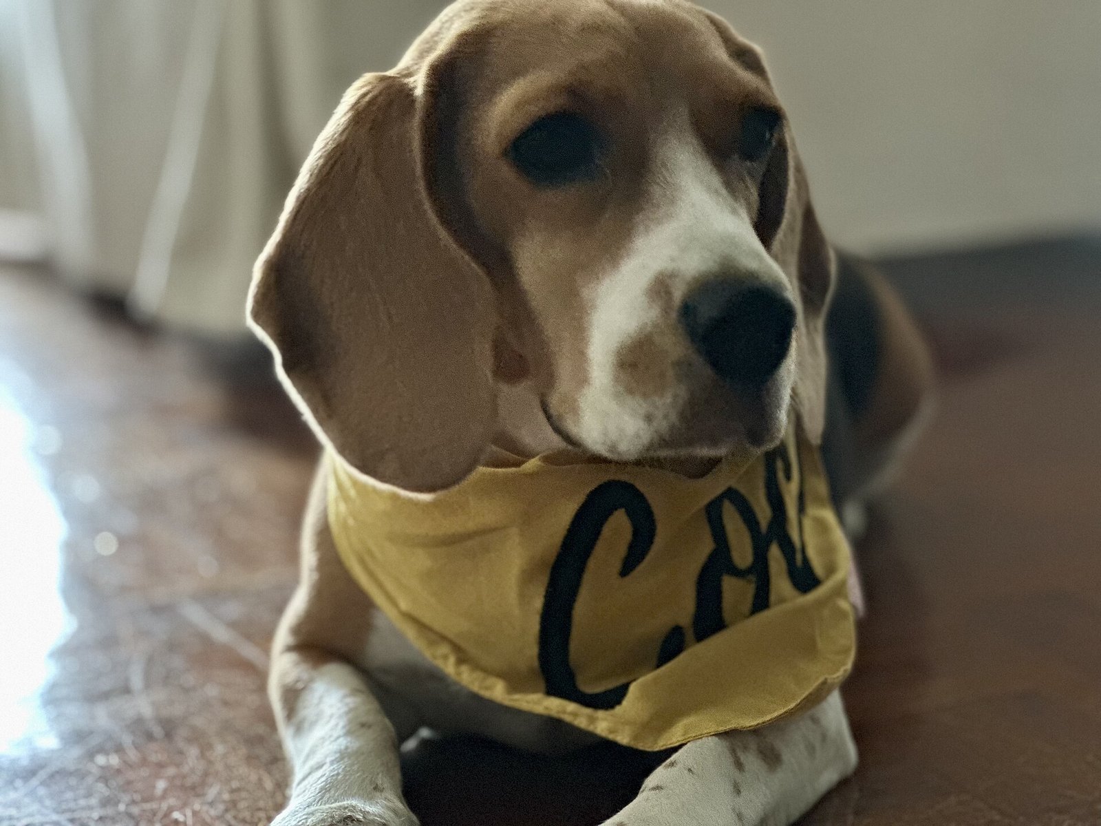 Un perro beagle recostado en el piso con una bandana amarilla al cuello