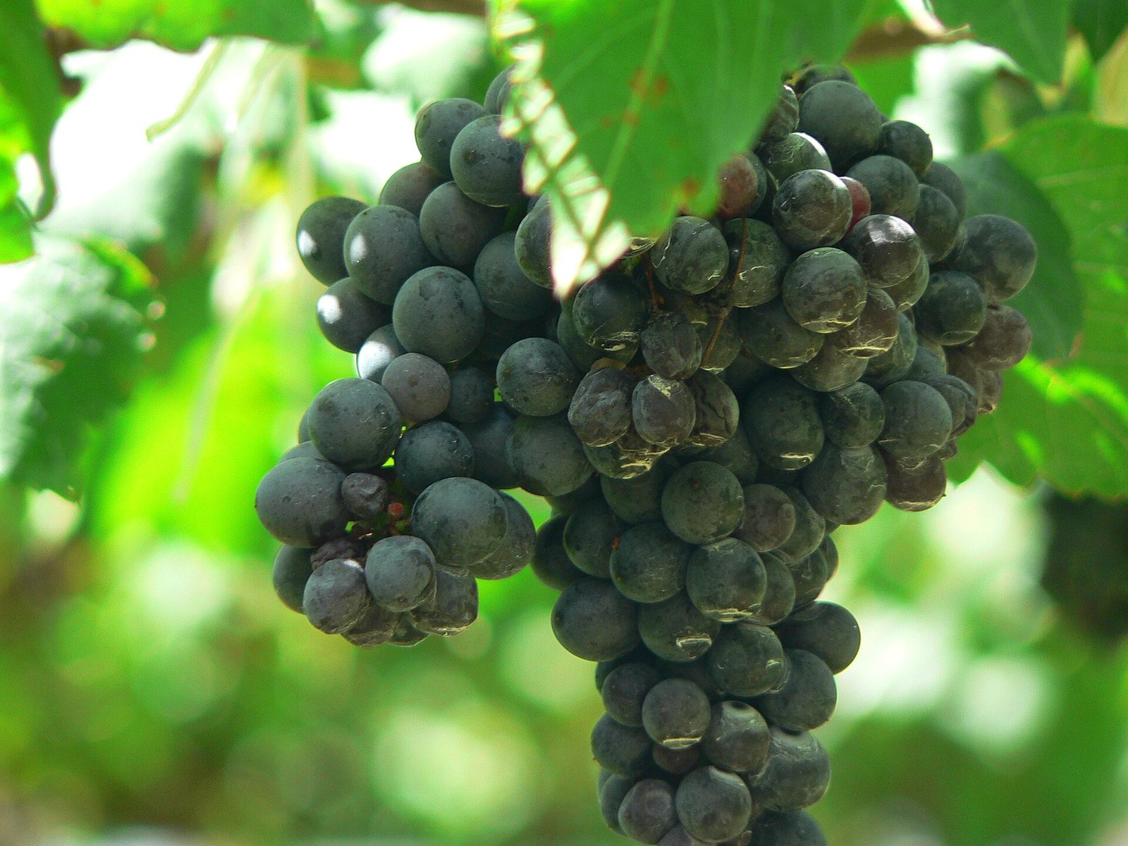 Racimos de uva shiraz colgando de la vid