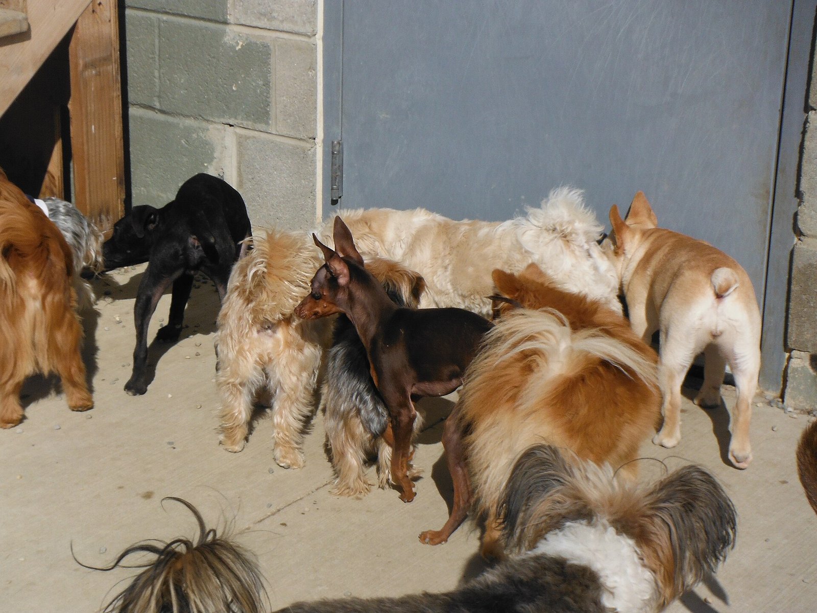 Grupo de perros de distintas razas y tamaños reunidos en un patio de concreto junto a una puerta