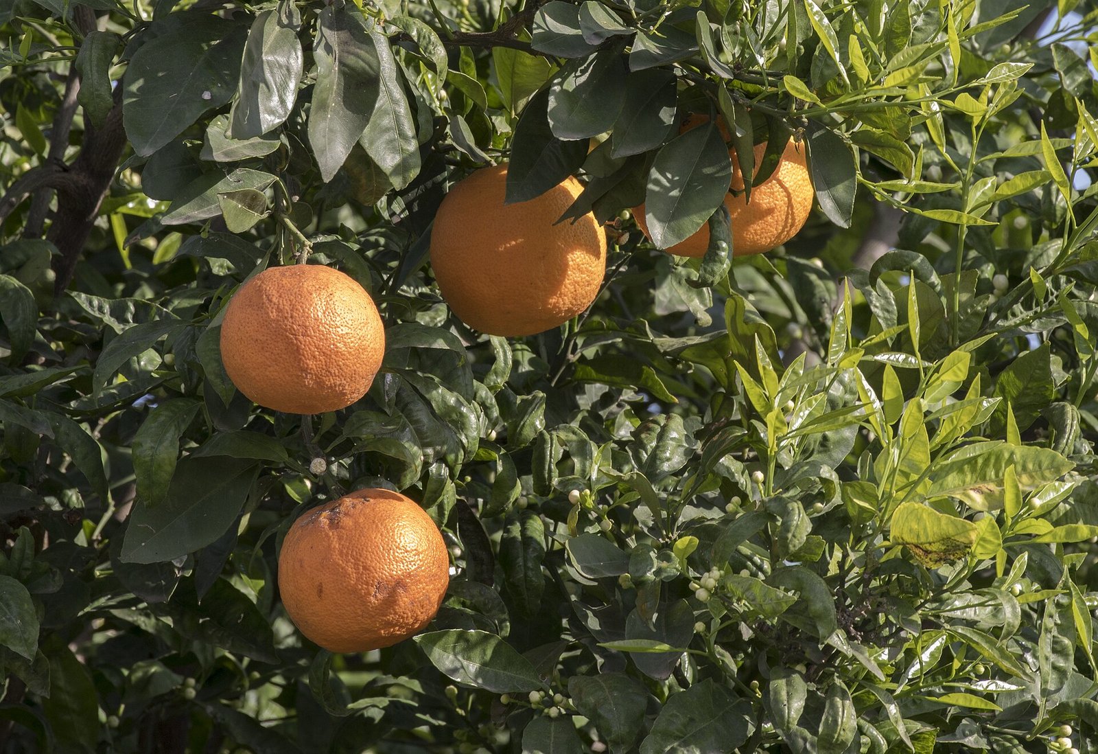 Naranjas agrias maduras entre las hojas de un árbol