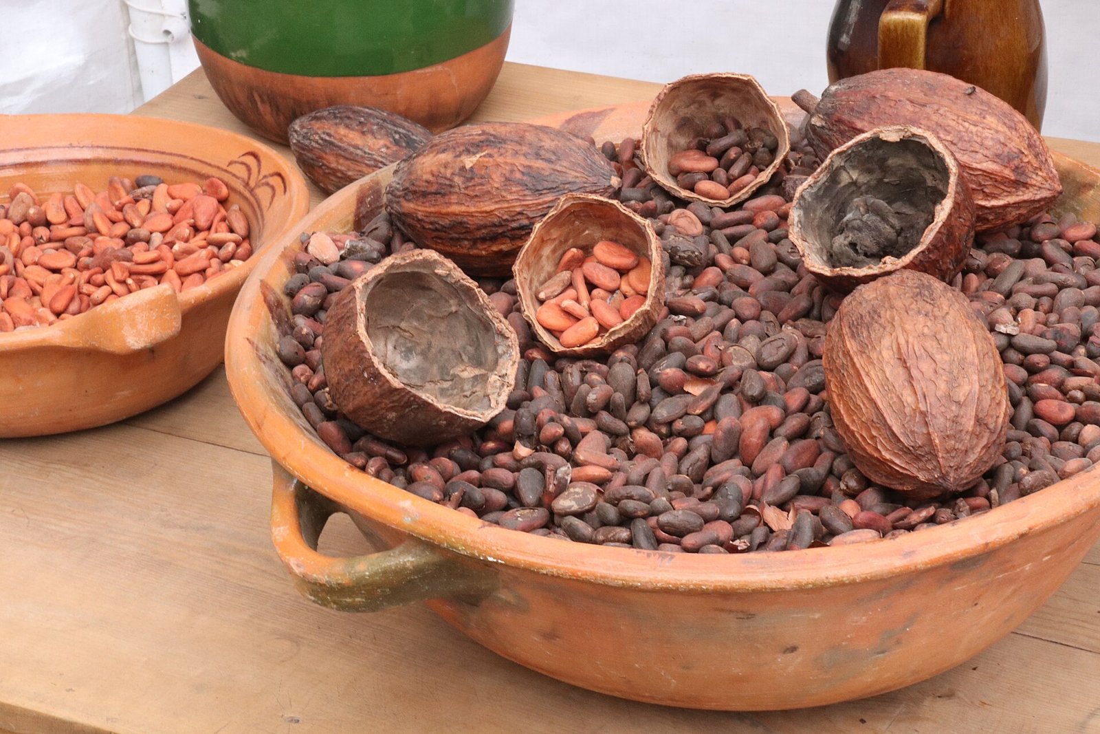 Granos de cacao y mazorcas secas abiertas en cazuelas de barro