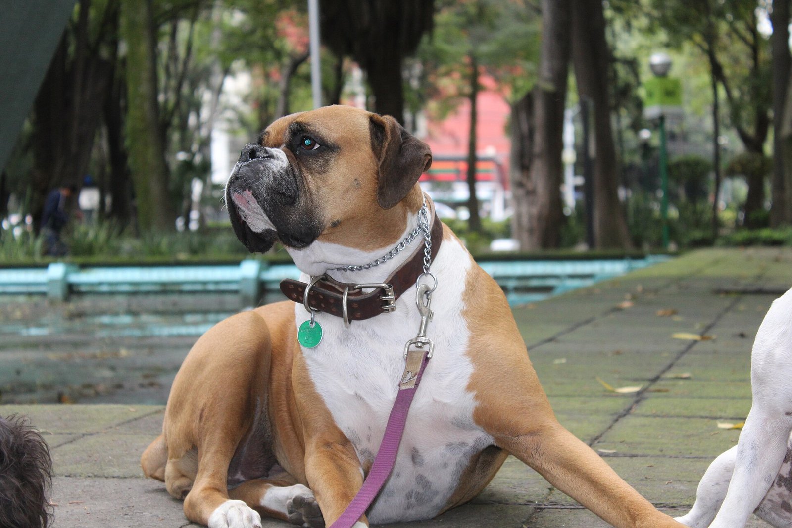 Perro bóxer con collar y correa recostado en un andador del Parque España, en la Ciudad de México