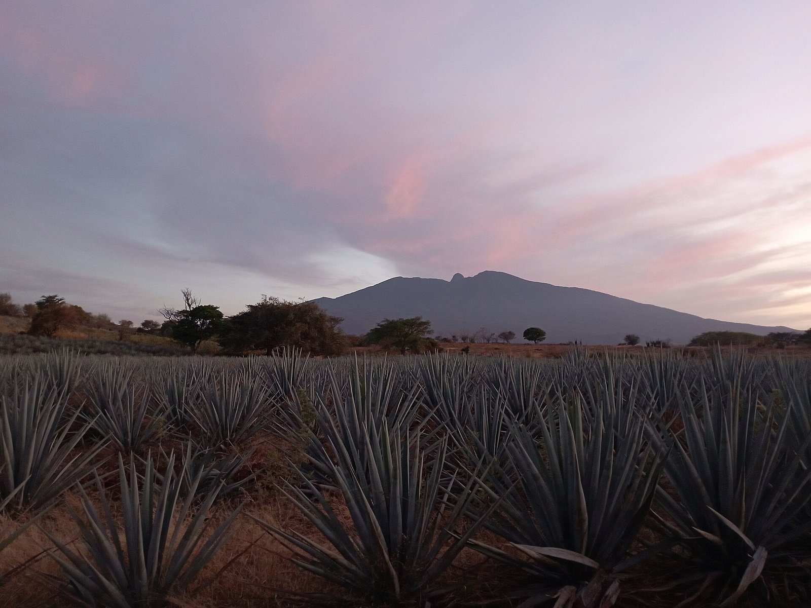 Campos de agave azul al pie del Volcán de Tequila, en Jalisco, al atardecer