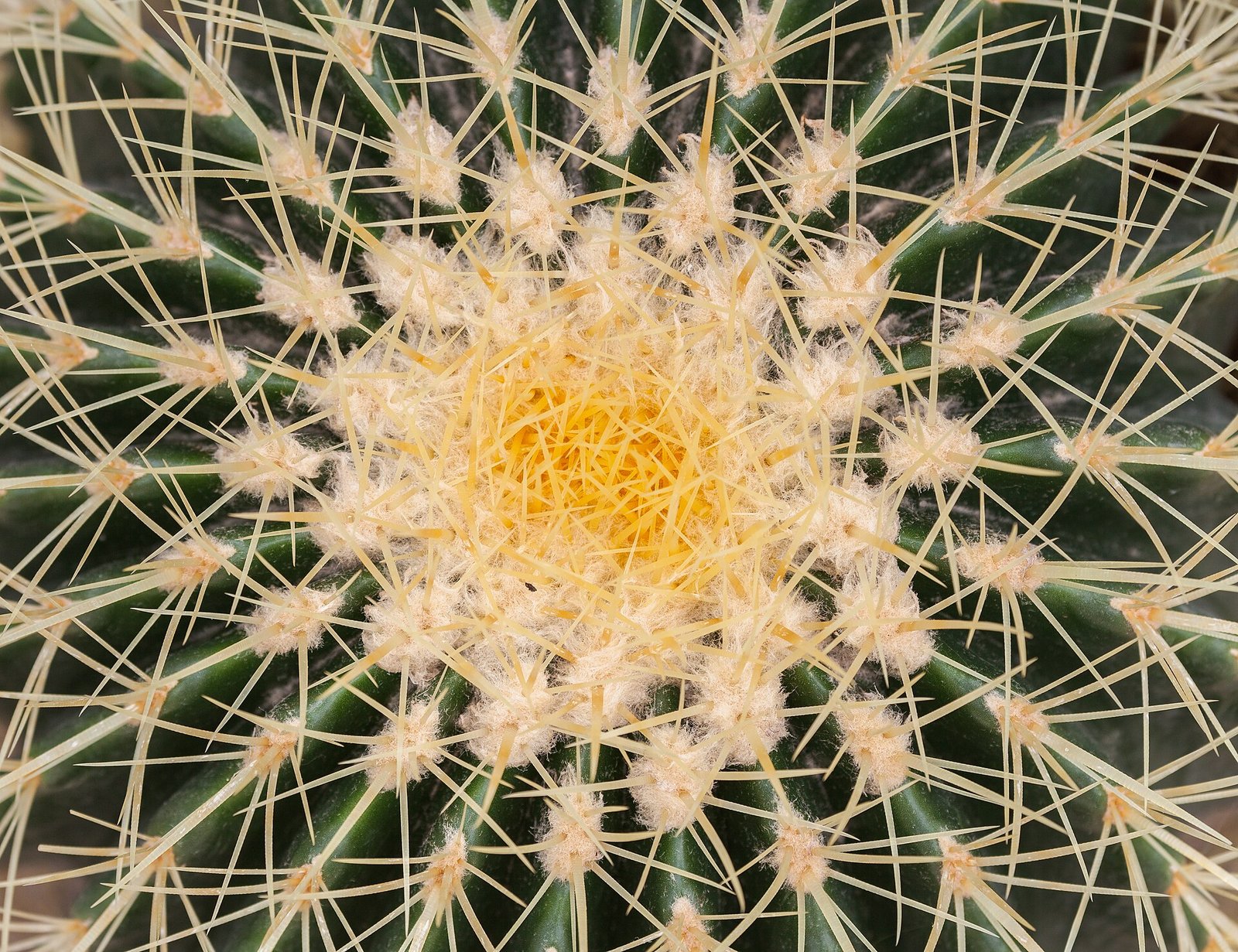 Corona de una biznaga asiento de suegra vista desde arriba, con sus espinas amarillas