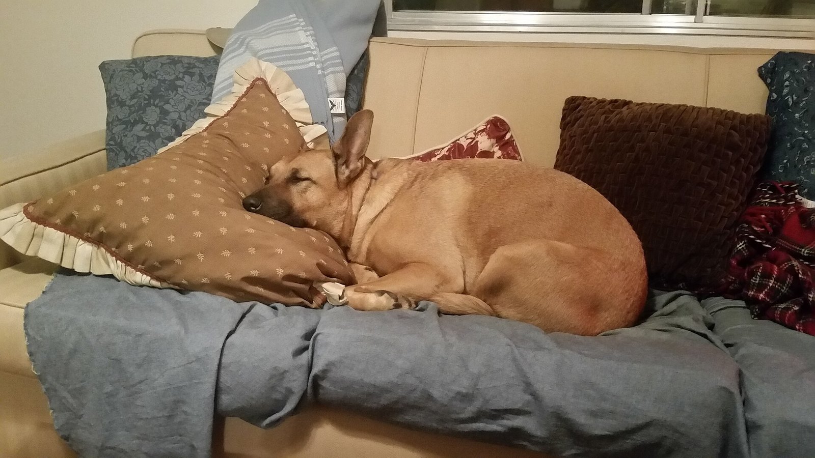 Perro dormido sobre un sillón con cojines dentro de una casa