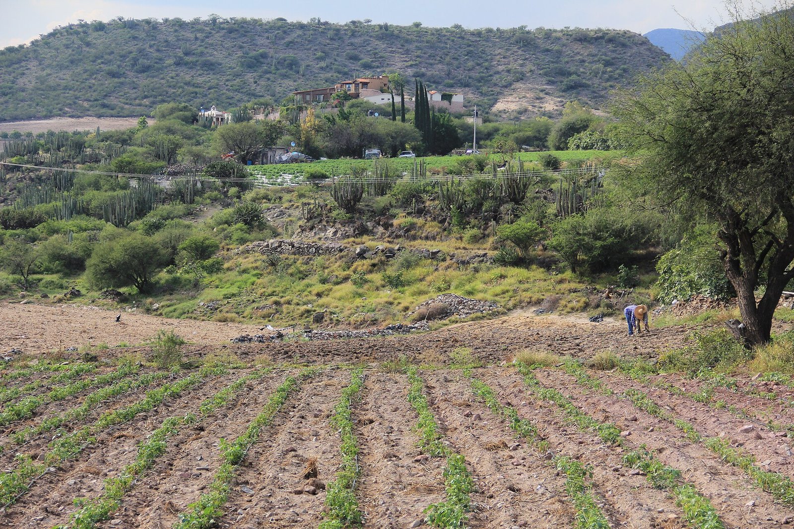 Surcos de cultivo en Tzibanzá, Querétaro, con dos agricultores trabajando al fondo