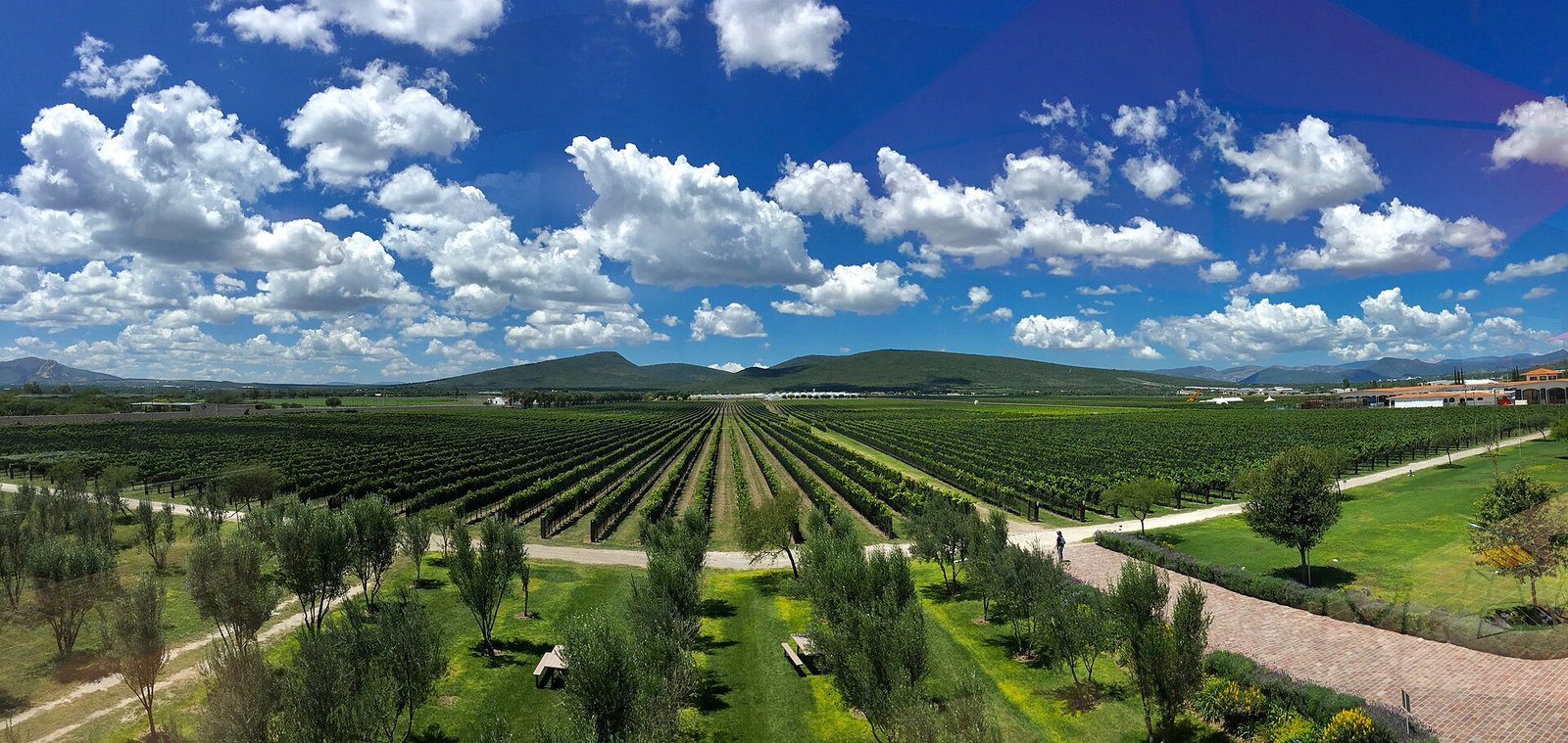 Hileras de vid y olivos bajo un cielo con nubes en la casa vitivinícola De Cote, en Ezequiel Montes, Querétaro