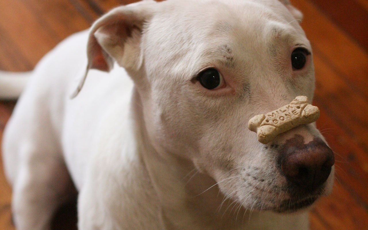 Perro blanco con una galleta en forma de hueso sobre el hocico