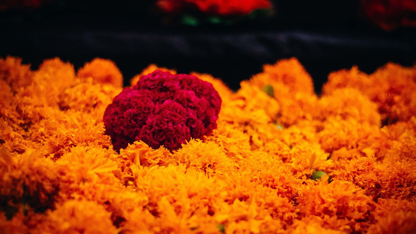 Flores de cempasúchil anaranjadas alrededor de una flor de mano de león color vino
