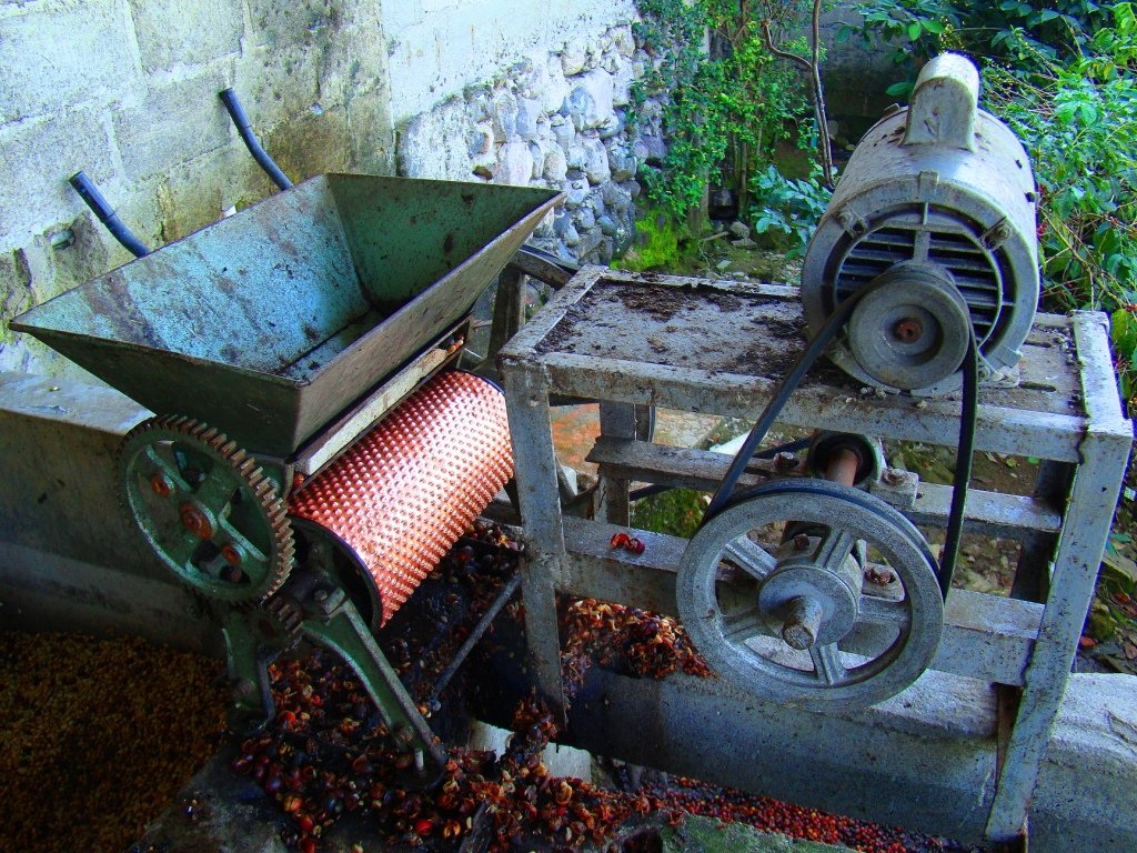 Despulpadora de café con cerezas rojas recién cortadas en Chiapas
