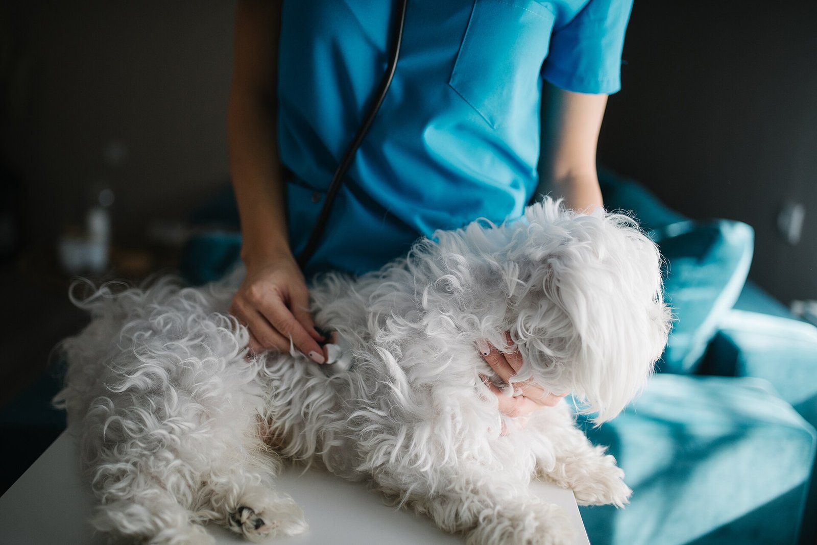 Una veterinaria revisa con estetoscopio a un perro maltés sobre la mesa de consulta