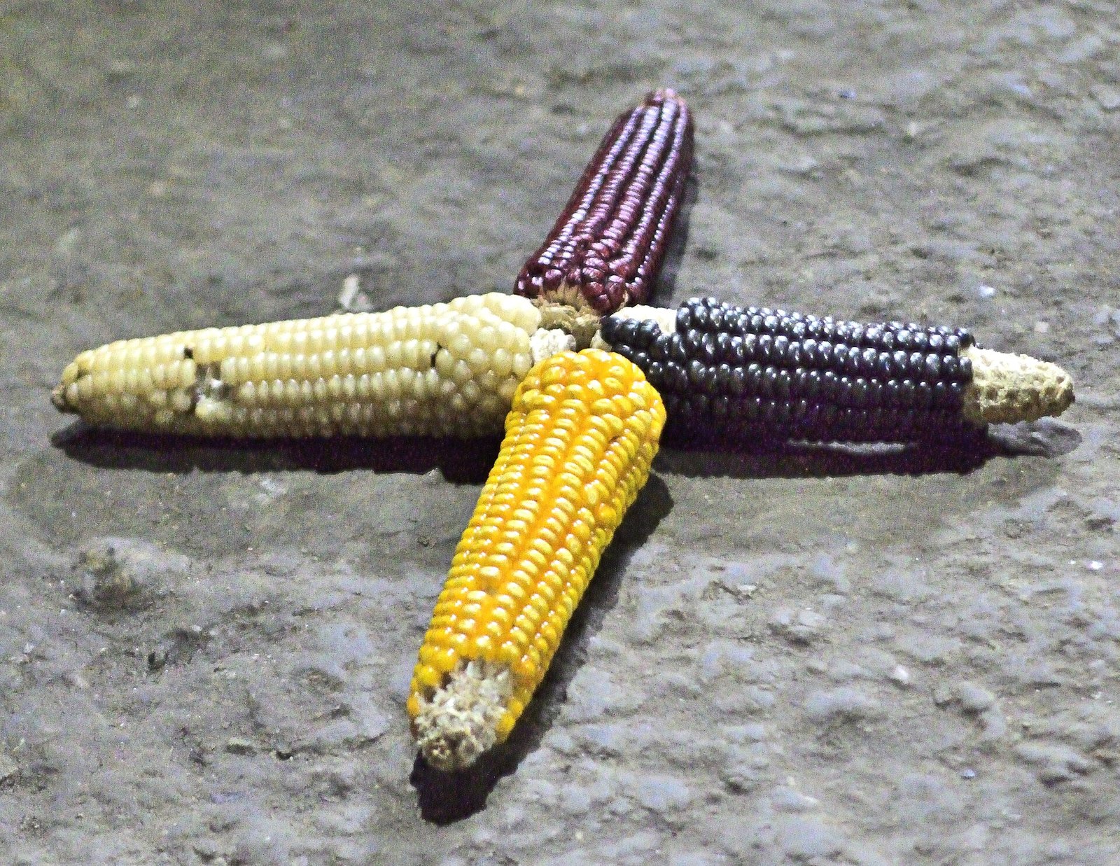 Cuatro mazorcas de maíz de colores blanco, amarillo, morado y negro sobre una superficie de piedra