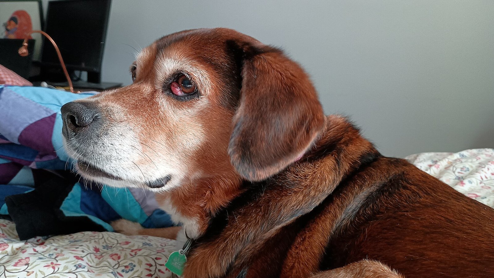 Perro mestizo de beagle y cocker spaniel recostado, con la glándula del tercer párpado salida, conocida como ojo de cereza