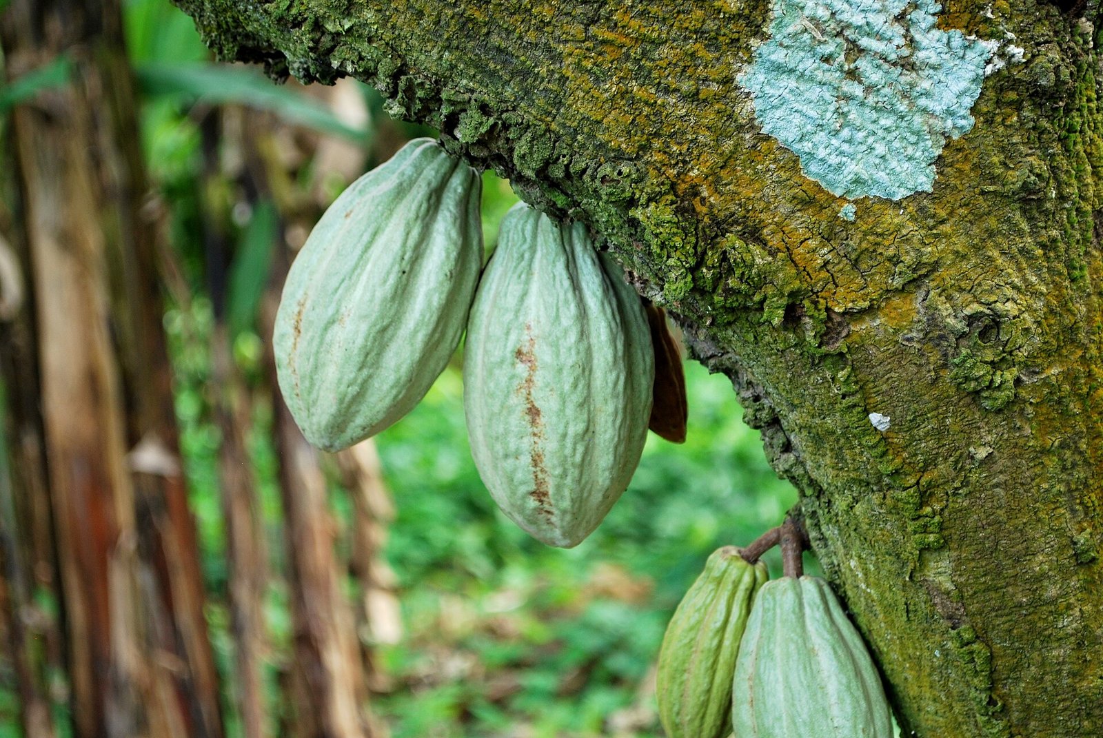 Mazorcas de cacao en el tronco de un árbol en la hacienda La Chonita, Tabasco