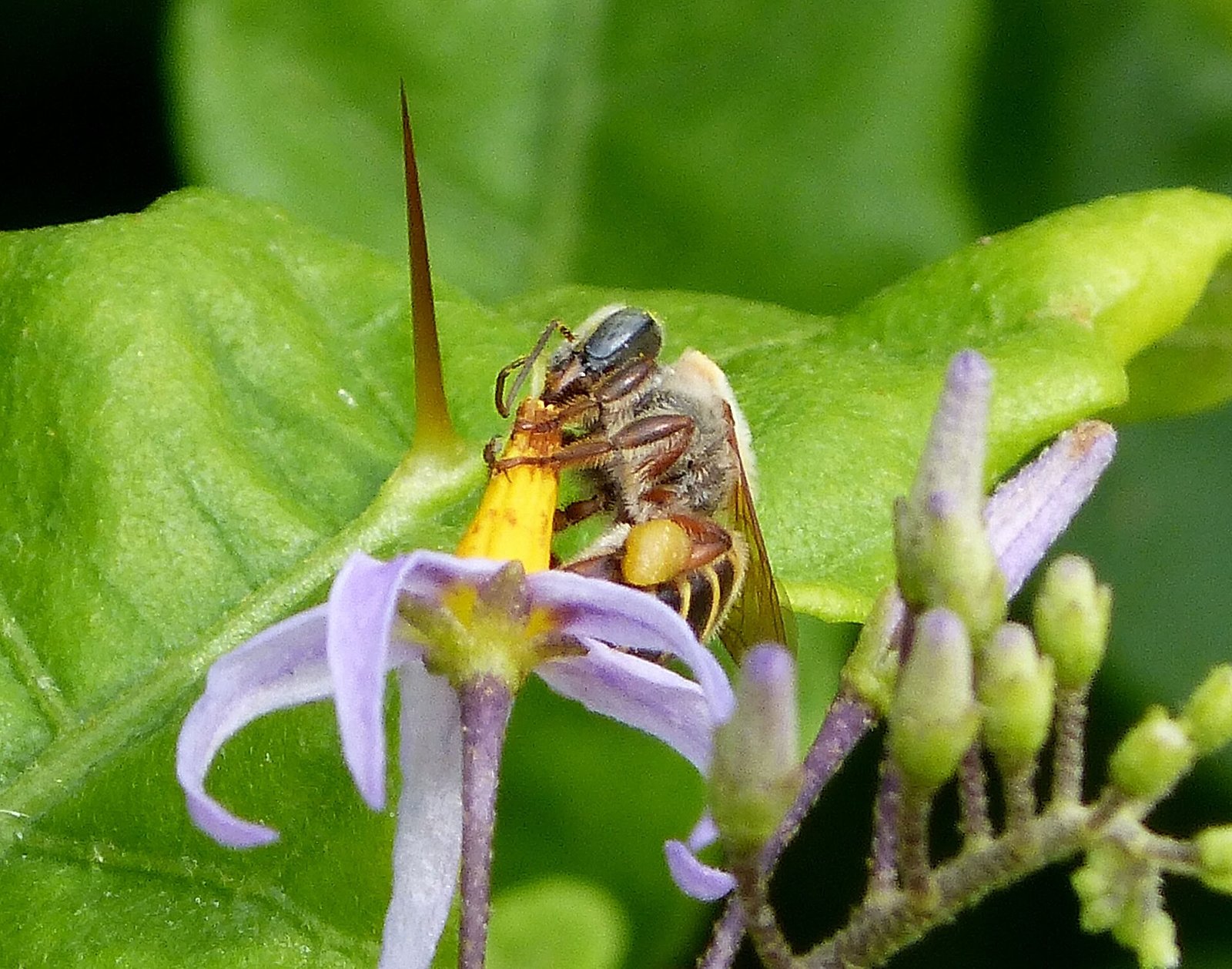 Abeja melipona (Melipona beecheii) posada sobre una flor morada