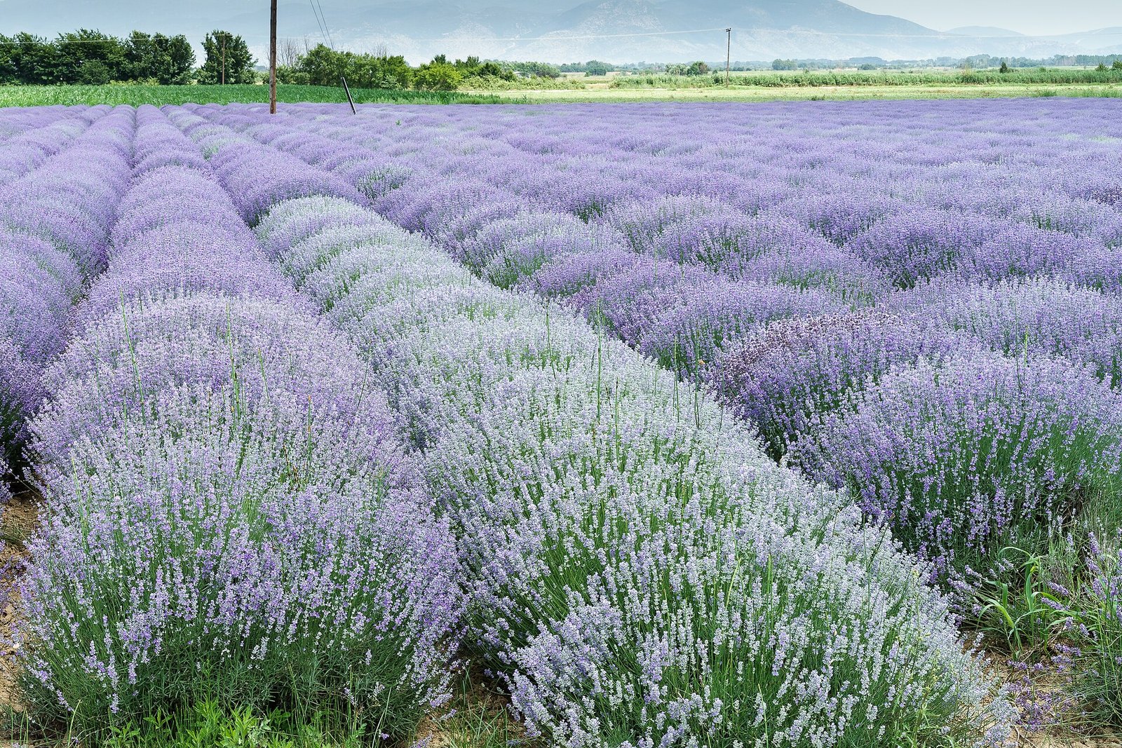 Hileras de lavanda en flor en un campo de cultivo