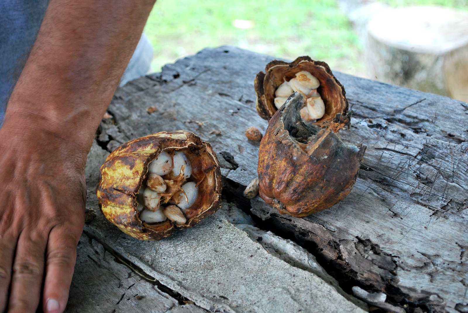 Mazorca de cacao abierta sobre un tronco, con las semillas a la vista, en una hacienda de Tabasco